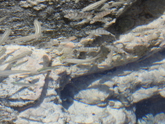 Diplodus lineatus