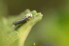 Graphocephala flavovittata