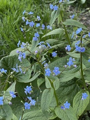 Brunnera sibirica