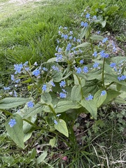 Brunnera sibirica