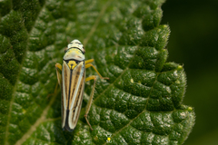 Graphocephala flavovittata