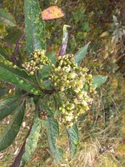Dendrophorbium