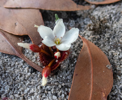 Drosera rosulata