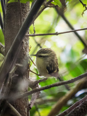 Acanthisitta chloris
