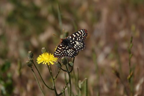 iNaturalist observation photo of Variable Checkerspot