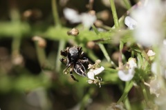 Habronattus schlingeri