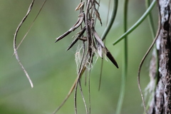 Tillandsia butzii