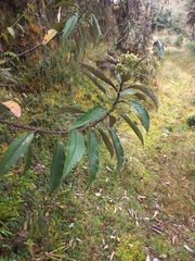 Dendrophorbium