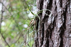 Tillandsia butzii