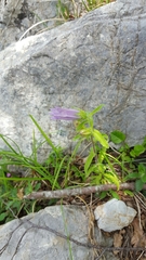 Campanula medium