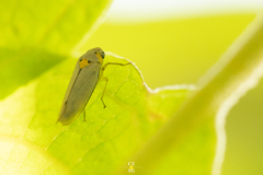 Graphocephala marathonensis