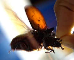 Strategus longichomperus