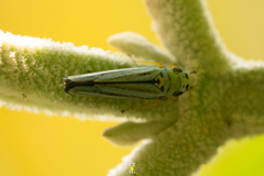 Graphocephala flavovittata