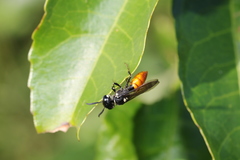 Philanthus loeflingi