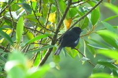Diglossa albilatera