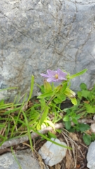 Campanula medium