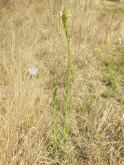 Lactuca brachyrrhyncha