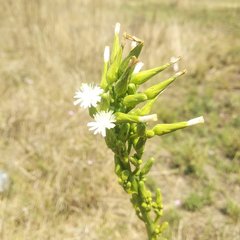 Lactuca brachyrrhyncha