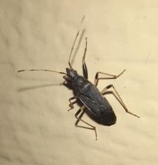 Froeschneria piligera