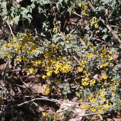 Berberis higginsiae