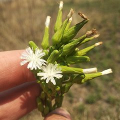 Lactuca brachyrrhyncha