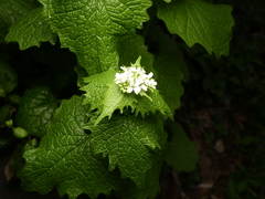 Alliaria petiolata