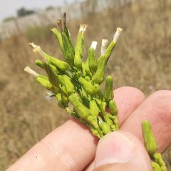 Lactuca brachyrrhyncha