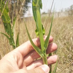 Lactuca brachyrrhyncha