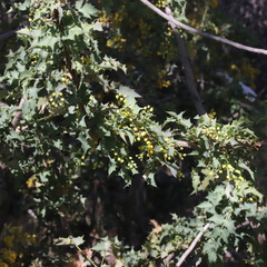 Berberis higginsiae