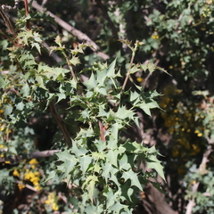 Berberis higginsiae
