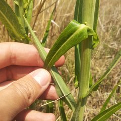 Lactuca brachyrrhyncha