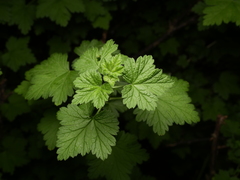 Ribes
