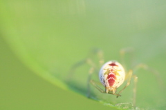 Nigma puella