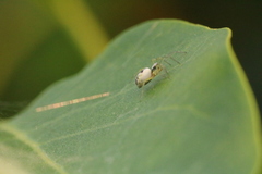 Nigma puella