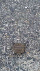 Malaclemys terrapin