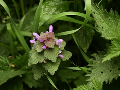 Lamium purpureum