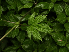 Humulus lupulus