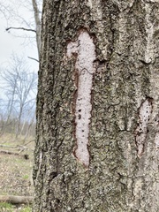 Biscogniauxia atropunctata