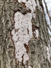 Biscogniauxia atropunctata