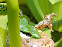 Leptophis diplotropis