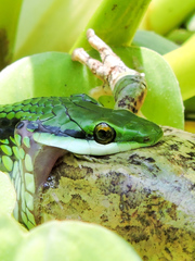 Leptophis diplotropis