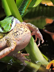 Leptophis diplotropis