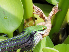 Leptophis diplotropis