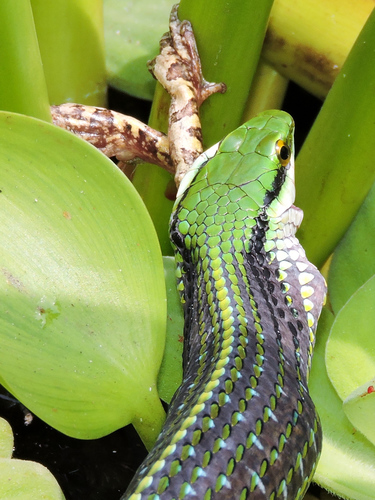 Pacific Coast Parrot Snake