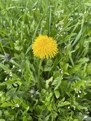 Taraxacum officinale