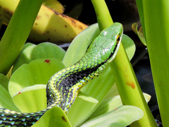 Leptophis diplotropis