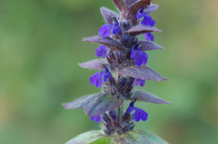 Ajuga genevensis