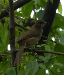 Pycnonotus conradi