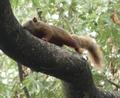 Callosciurus finlaysonii