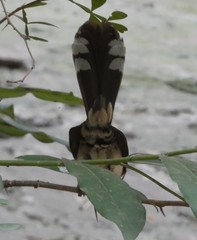 Rhipidura javanica